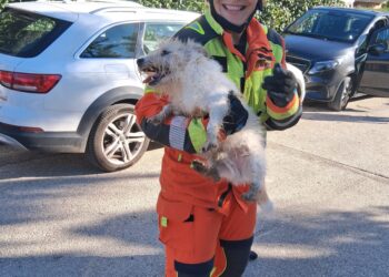Los Bomberos del Parque de Catarroja rescatan a un perro tras caer a una fosa séptica en Picassent 16 Los Bomberos del Parque de Catarroja rescatan a un perro tras caer a una fosa séptica en Picassent
