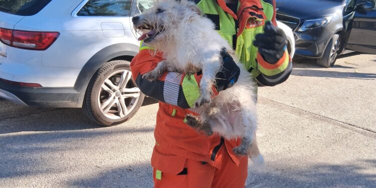 Los Bomberos del Parque de Catarroja rescatan a un perro tras caer a una fosa séptica en Picassent 1 Los Bomberos del Parque de Catarroja rescatan a un perro tras caer a una fosa séptica en Picassent