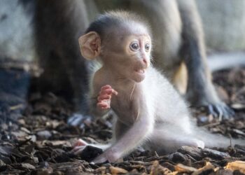 Nace en BIOPARC Valencia una cría de mangabey de coronilla blanca 16 Nace en BIOPARC Valencia una cría de mangabey de coronilla blanca