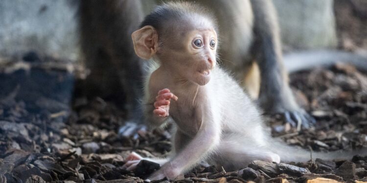 Nace en BIOPARC Valencia una cría de mangabey de coronilla blanca 1 Nace en BIOPARC Valencia una cría de mangabey de coronilla blanca