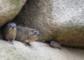 BIOPARC Valéncia da la bienvenida a una camada de damán roquero, la singular especie vinculada al nombre de España