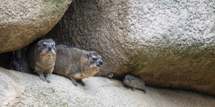 BIOPARC Valéncia da la bienvenida a una camada de damán roquero, la singular especie vinculada al nombre de España