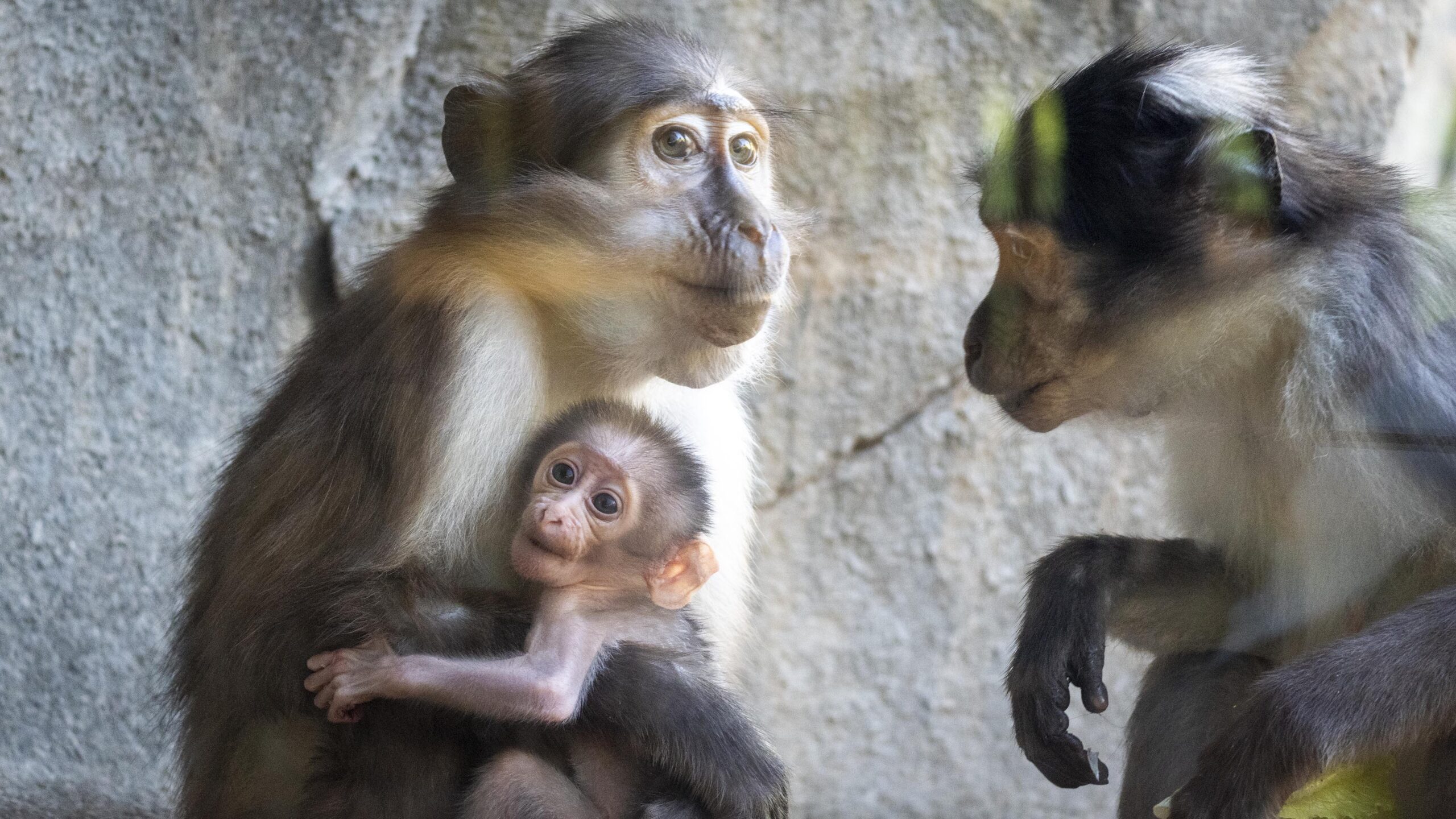 Nace en BIOPARC Valencia una cría de mangabey de coronilla blanca 2 Octubre 2026 Grupo de mangabeys en BIOPARC Valencia scaled