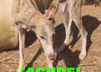 El Partido Animalista PACMA se moviliza en toda España mientras la alerta meteorológica suspende el acto en Valéncia