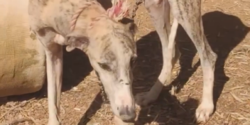 El Partido Animalista PACMA se moviliza en toda España mientras la alerta meteorológica suspende el acto en Valéncia
