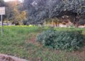 La vergonzosa deriva de la jardinería en Valéncia 10 La vergonzosa deriva de la jardinería en Valéncia