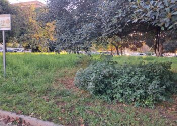 La vergonzosa deriva de la jardinería en Valéncia 14 La vergonzosa deriva de la jardinería en Valéncia