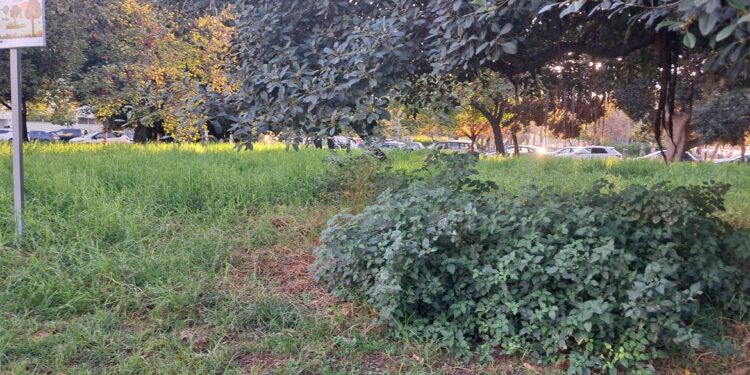 La vergonzosa deriva de la jardinería en Valéncia