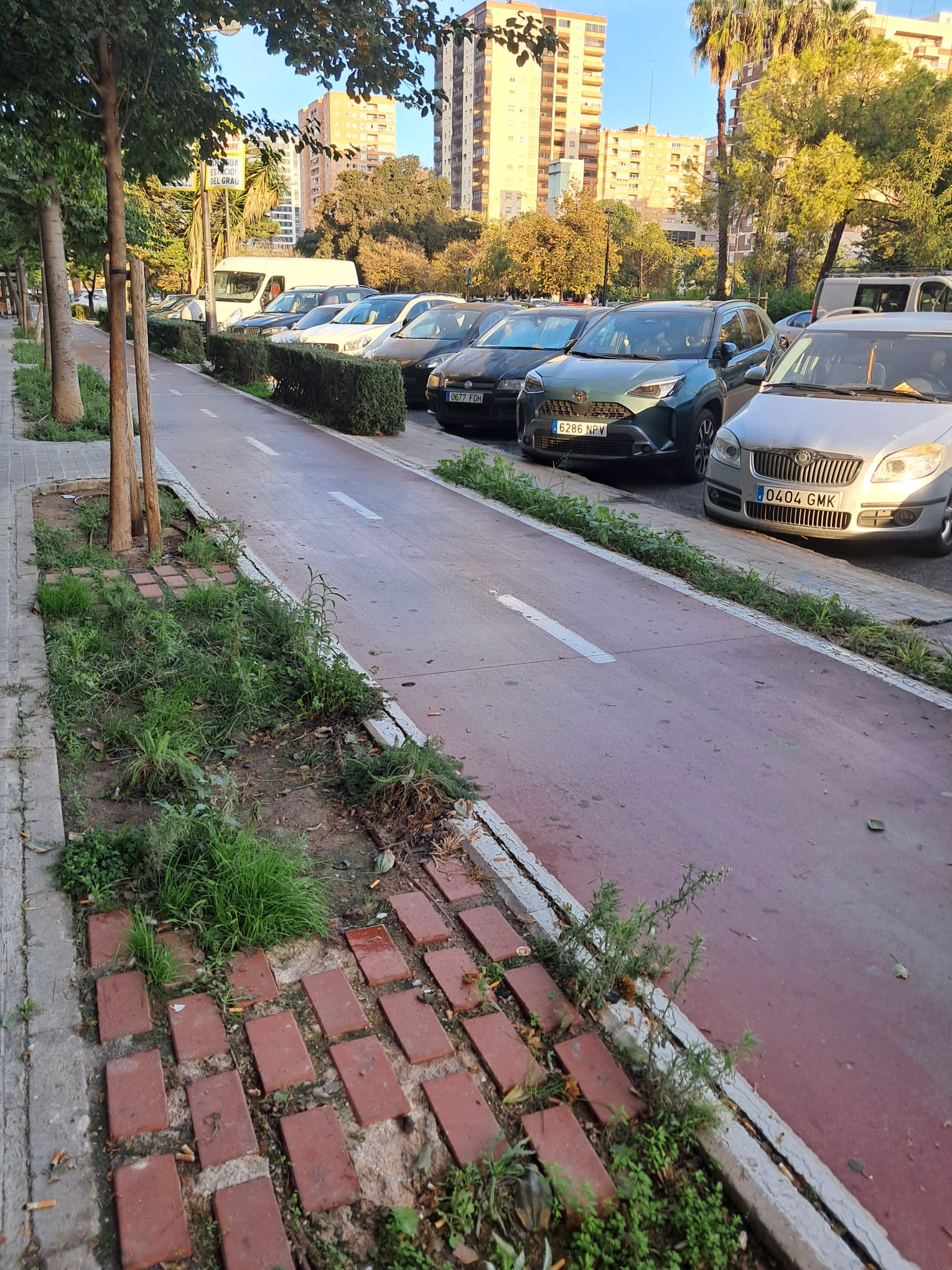 La vergonzosa deriva de la jardinería en Valéncia 3 WhatsApp Image 2026 10 16 at 15.06.442