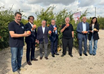 La Granada Mollar de Elche cumple diez años con Denominación de Origen mientras el campo reclama agua y soluciones frente al cambio climático 14 WhatsApp Image 2026 10 17 at 13.47.52 1
