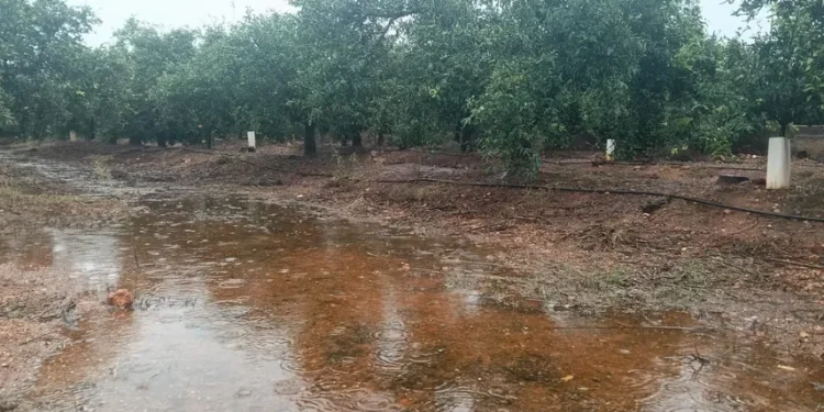 La DANA Adam golpea al campo valenciano: 8.000 hectáreas afectadas y graves daños en cítricos, caquis e infraestructuras agrícolas 1 a07f9366 21d8 4c42 b233 641299cfcd14 source aspect ratio 856w 0 1
