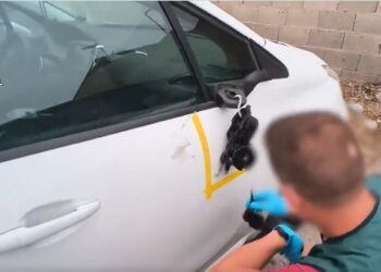 Detenido un joven en Dolores (Alicante) tras arrollar intencionadamente a dos personas después de una disputa 14 Detenido un joven en Dolores (Alicante) tras arrollar intencionadamente a dos personas después de una disputa