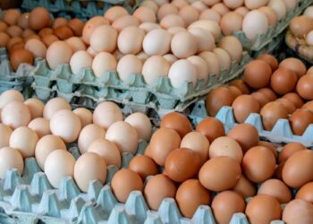 La OCU exige a la AESAN identificar las marcas de huevos afectadas por el brote de salmonela que suma 13 intoxicados 14 La OCU exige a la AESAN identificar las marcas de huevos afectadas por el brote de salmonela que suma 13 intoxicados