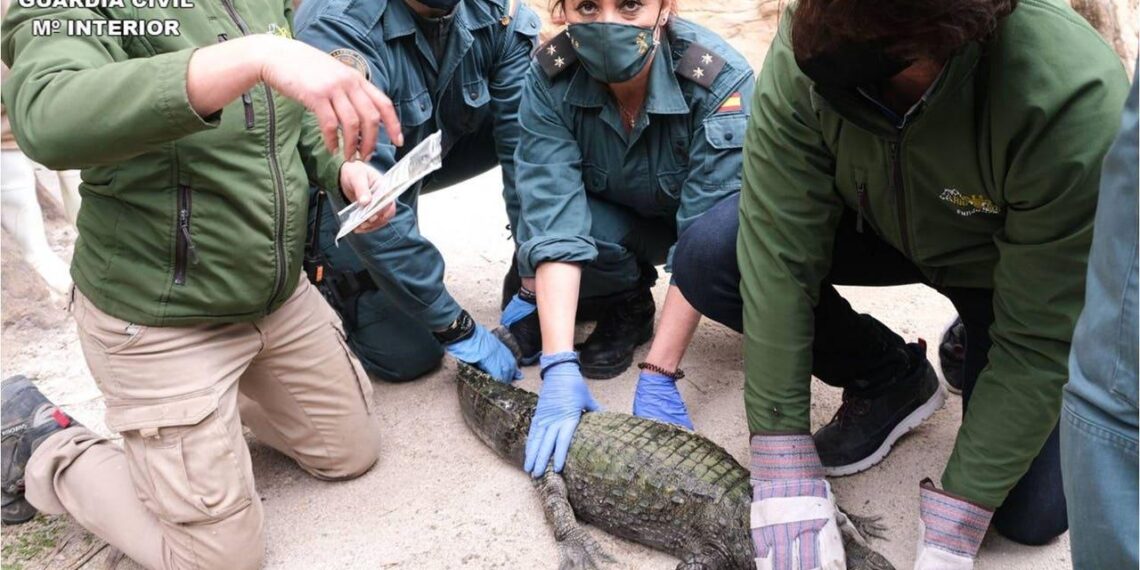¡Había un caimán en el río de Sax! La Policía lo captura tres meses después de alertar a los vecinos 1 ¡Habia un caiman en el rio de Sax La Policia lo captura tres meses despues de alertar a los vecinos