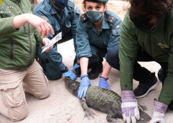 ¡Había un caimán en el río de Sax! La Policía lo captura tres meses después de alertar a los vecinos 15 ¡Habia un caiman en el rio de Sax La Policia lo captura tres meses despues de alertar a los vecinos