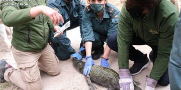 ¡Habia un caiman en el rio de Sax La Policia lo captura tres meses despues de alertar a los vecinos